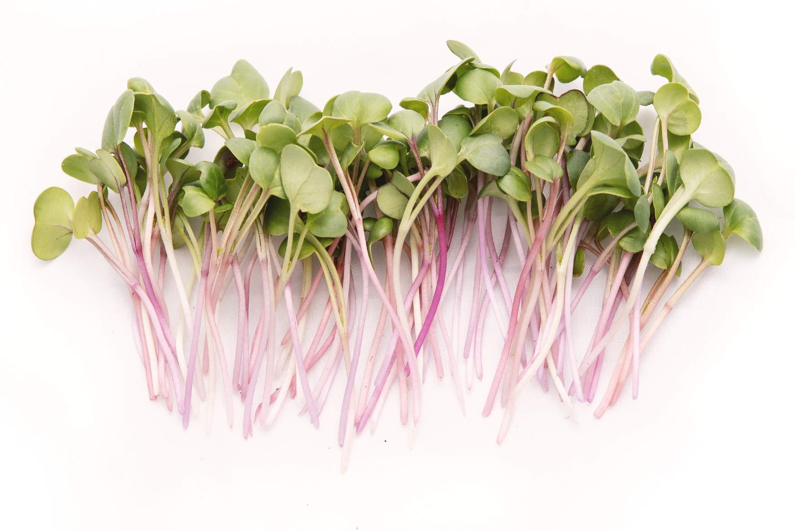 Rainbow Radish Sprouting Seed Mix | Heirloom Non-GMO Seeds Purple,Red,White