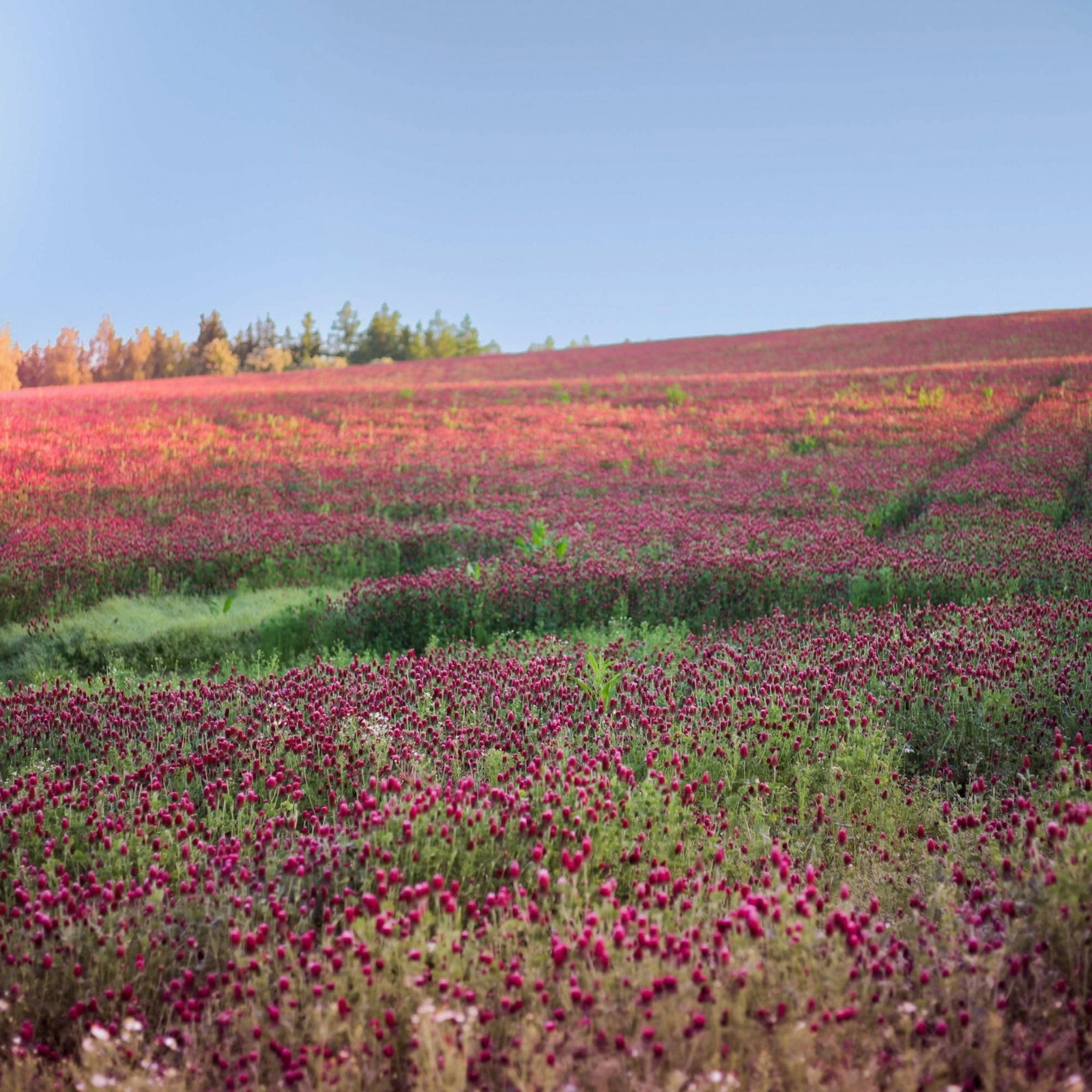 5 lb Crimson Clover Seeds for Cover Crops, Pasture, Hay & Pollinator Forage