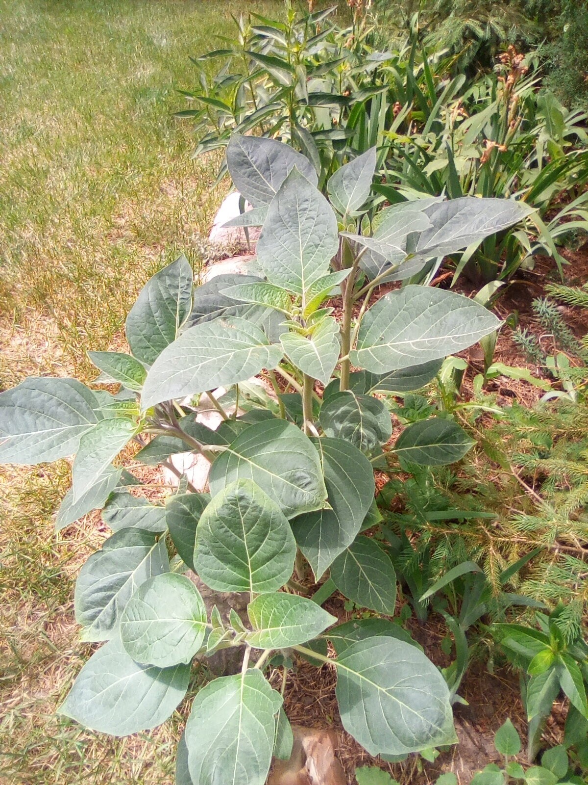 Moonflower 50+ Seeds Big WHITE Fragrant Bush Organic Moon flower Datura Trumpet