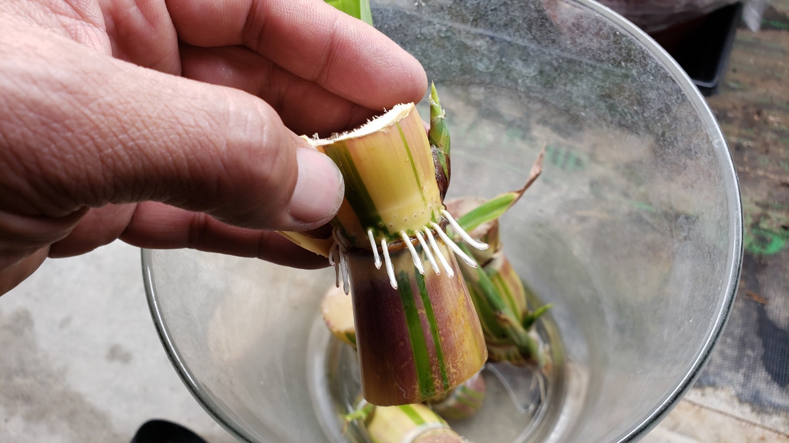 Buddha Belly Hawaiian Sugarcane