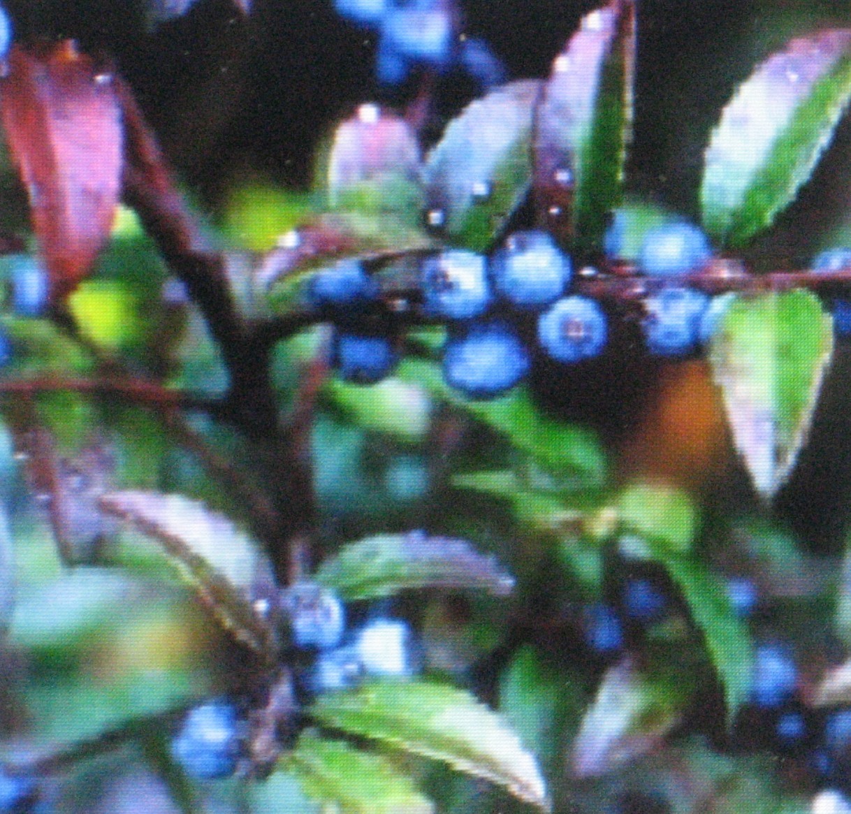 HUCKLEBERRY * 100 SEEDS * MEDICINAL* HEALTHFUL