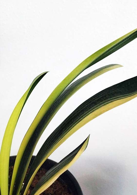 Variegated Clivia 君子兰 彩兰 黑武士 Black Warrior Mandarin Duck with pot