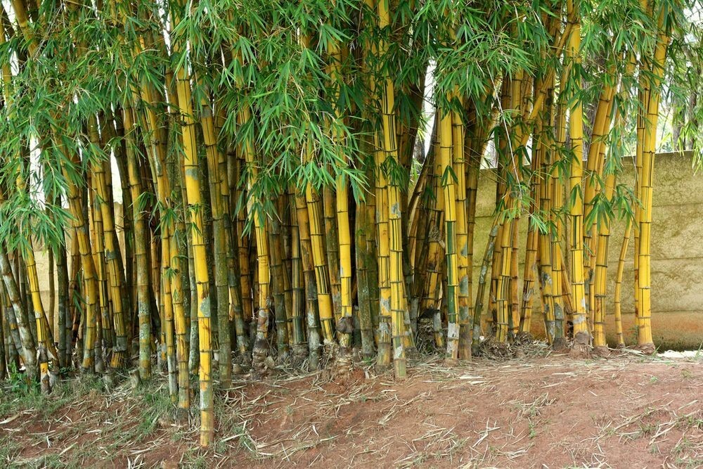 HAWAIIAN GOLD BAMBOO Bambusa vulgaris vittata – 1 Gallon Pot, Currently 3.5 Feet