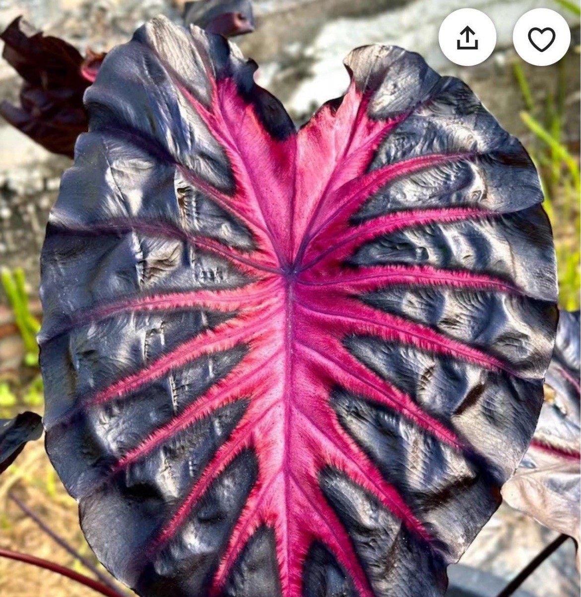 Redemption – Colocasia esculenta- Elephant Ear – SMALL ROOTED STARTER Plant