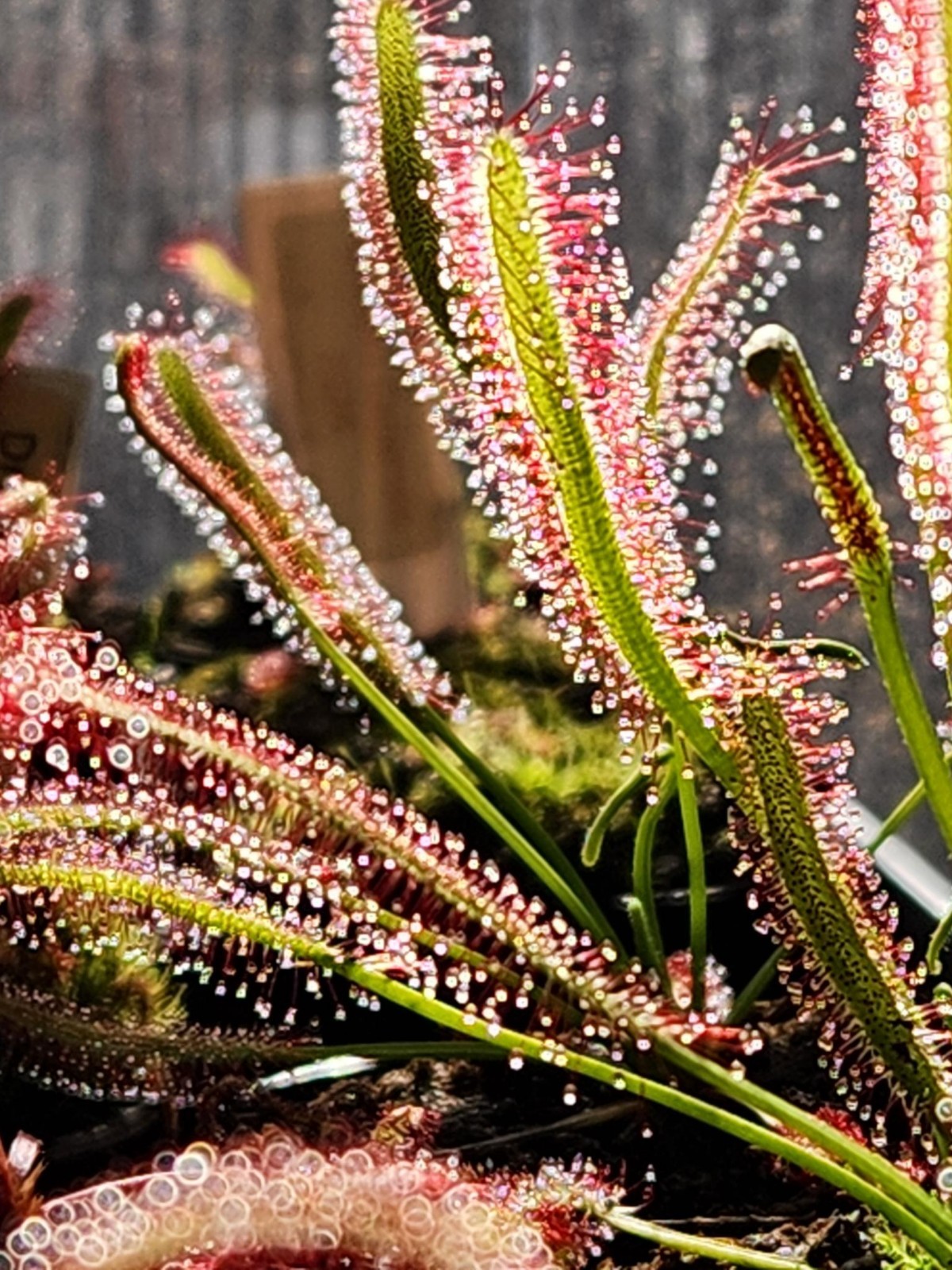 CARNIVOROUS PLANT 4 PACK- LIVE-UCS (Sundews And Bladderworts)