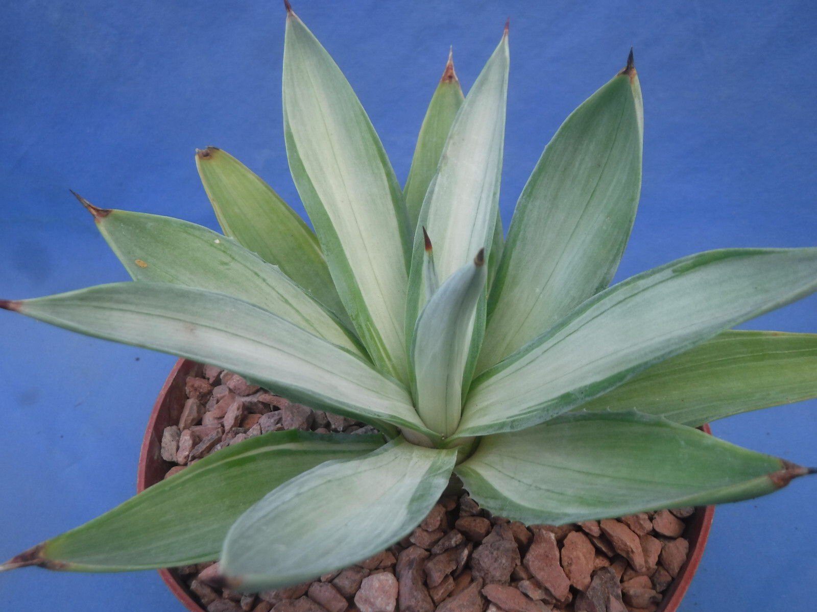 Agave desmettiana “Quicksilver” Variegated Agave Starter Plant 5″-8″ Wide RARE