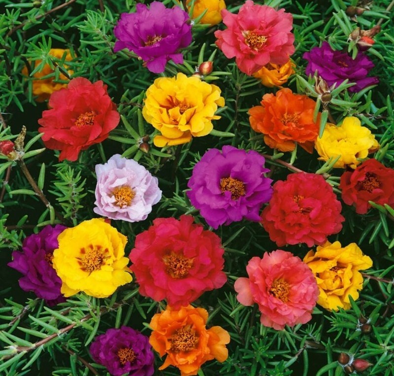 20+ MOSS ROSE SEEDS PORTULACA DOUBLE MIX annual FLOWER garden