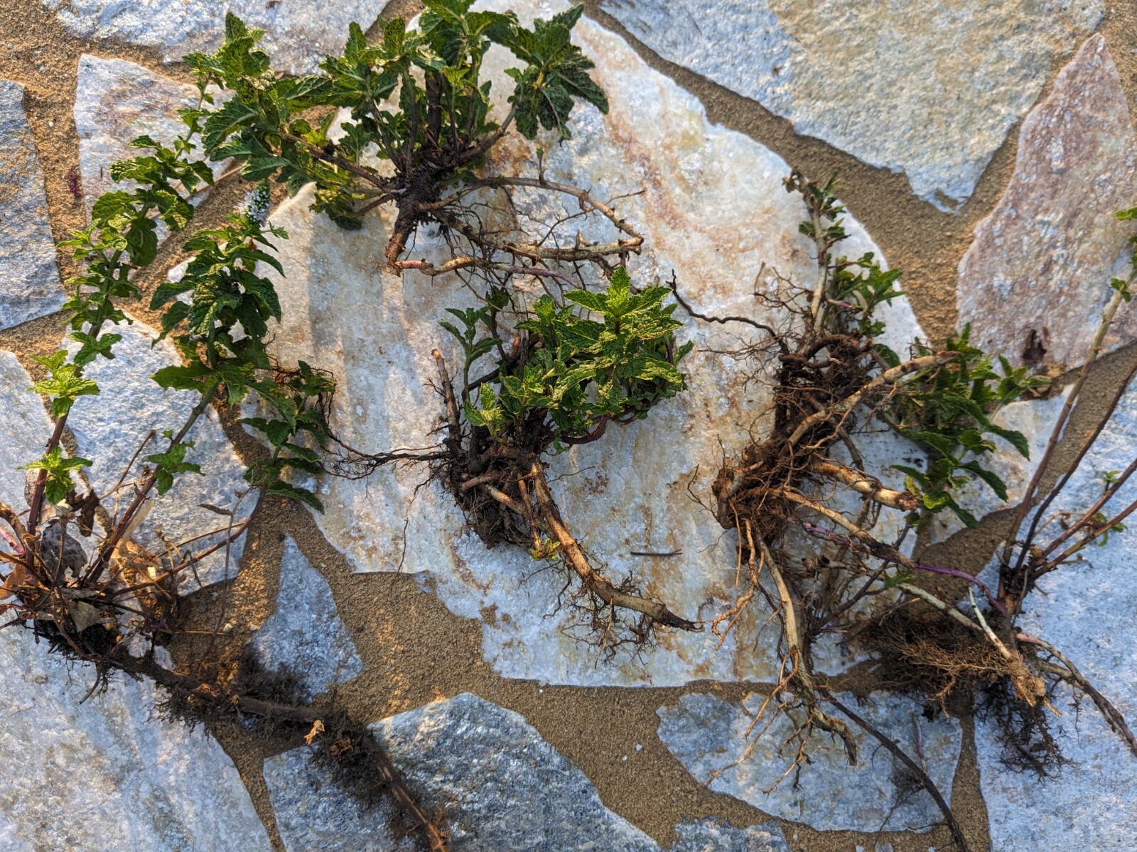 Spearmint, Peppermint Plants