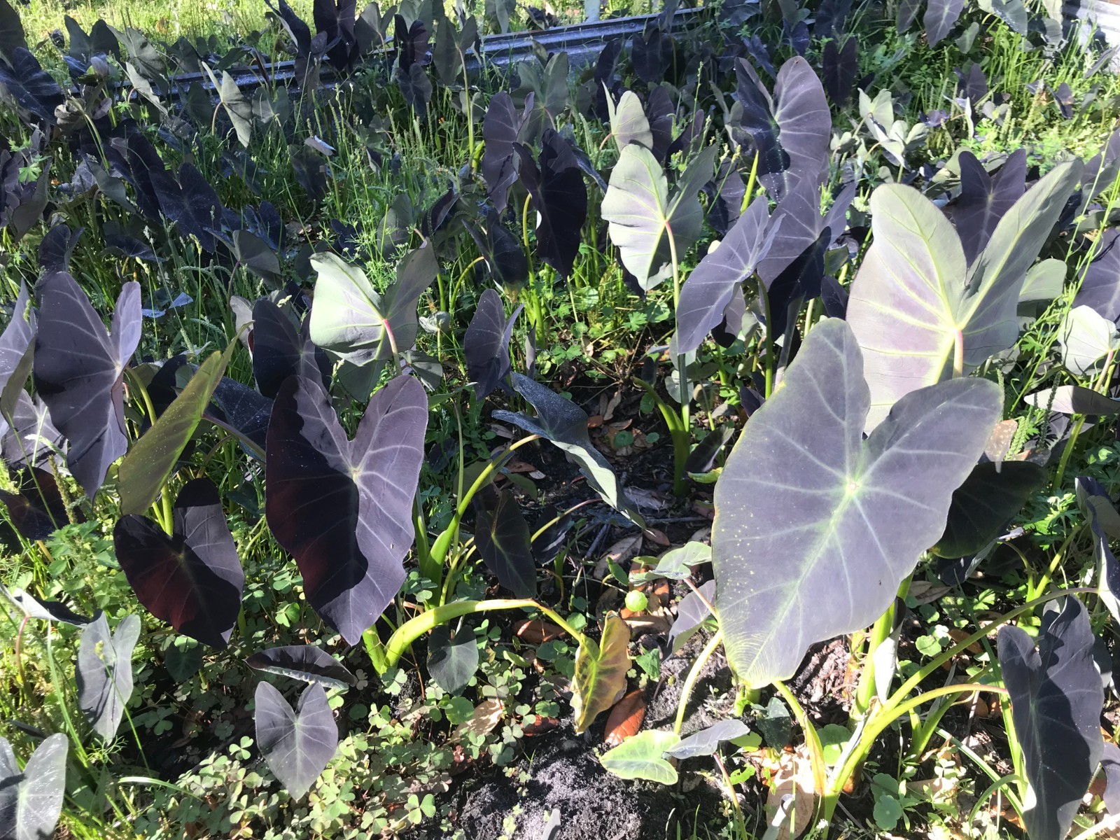 25 Plants Roots Corms Tubers Coal Miner Taro Colocasia esculenta Elephant Ear