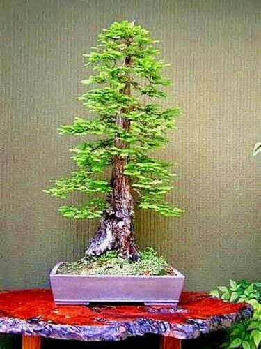 California Coast Redwood Seeds Giant Sequoia Bonsai “TALLEST TREE in the WORLD!”