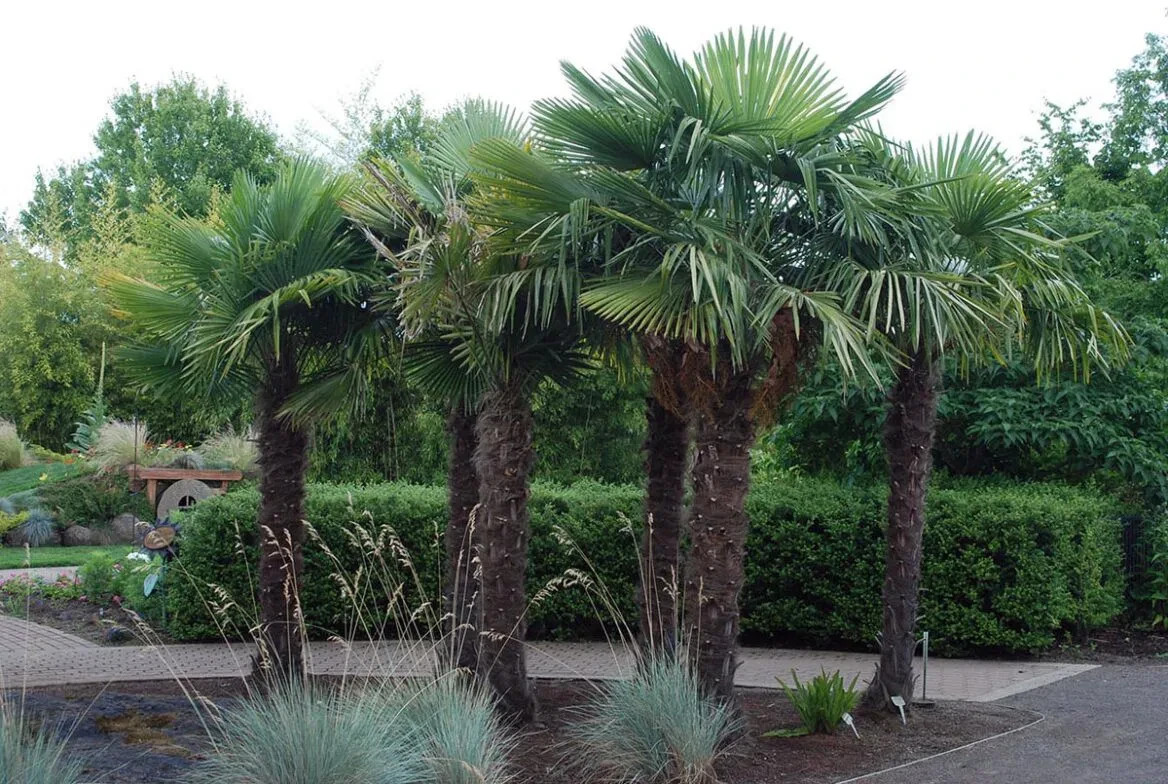 20 Windmill Fan Palm Seeds – Trachycarpus Fortunei – Extremely Cold Hardy Palm