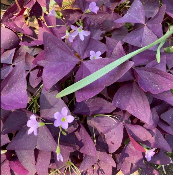 5 Oxalis Triangularis Myke , and 5 Purple Oxalis Triangularis Combo corms only