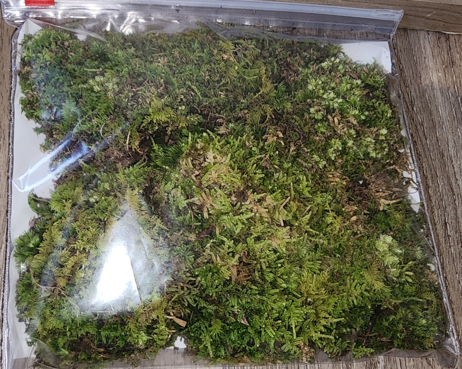 [2] 6×9 Bags Sheet/Fern/Mood Moss Assortment for Terrarium Vivarium Fairy Garden