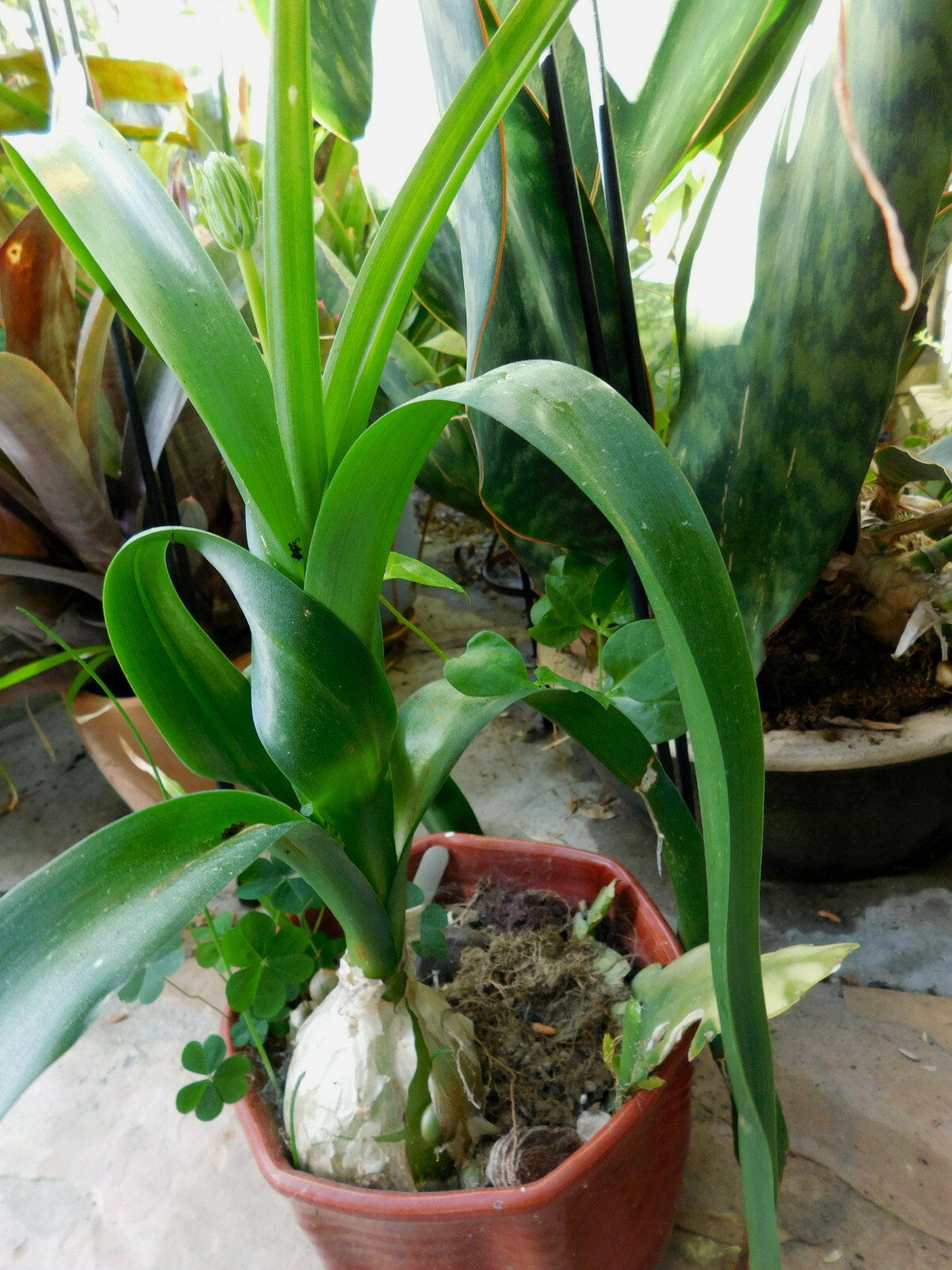ORNITHOGALUM CAUDATUM PREGNANT ONION BULB