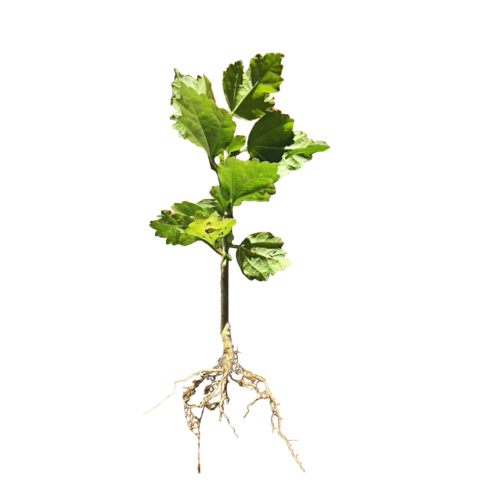 Hibiscus Live Plant w/ Roots Transplant Starter Bush HIBISCUS-30″ Tall 1PK
