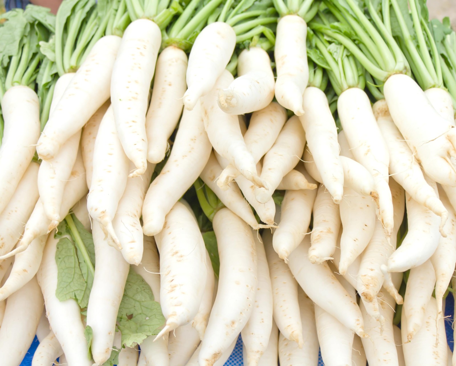 Japanese Daikon Radish Seeds for Planting – 100 Heirloom Non GMO -…