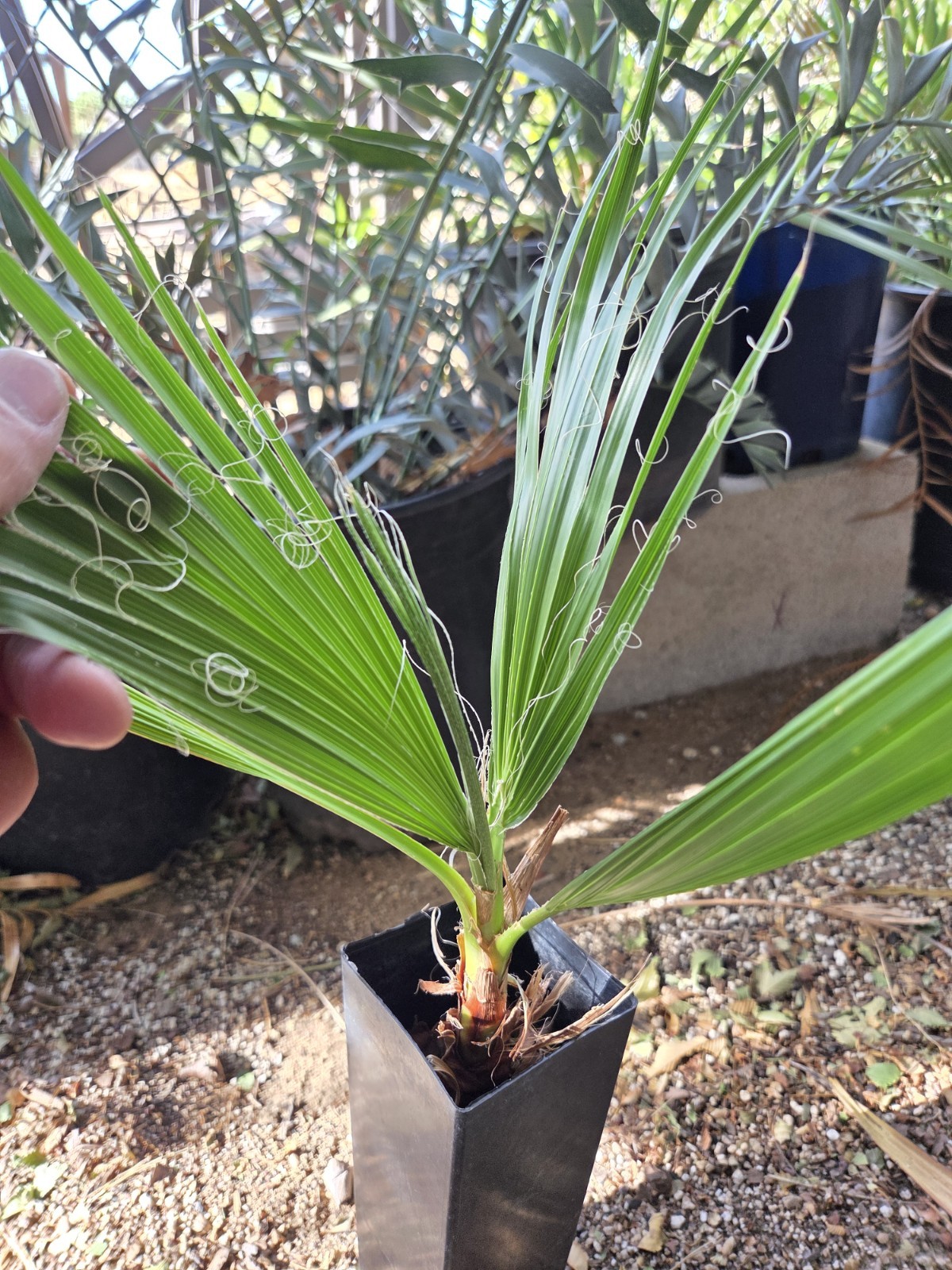 Washingtonia Filifera California Fan Palm Seedling 4-5 Leafs Live Seedling