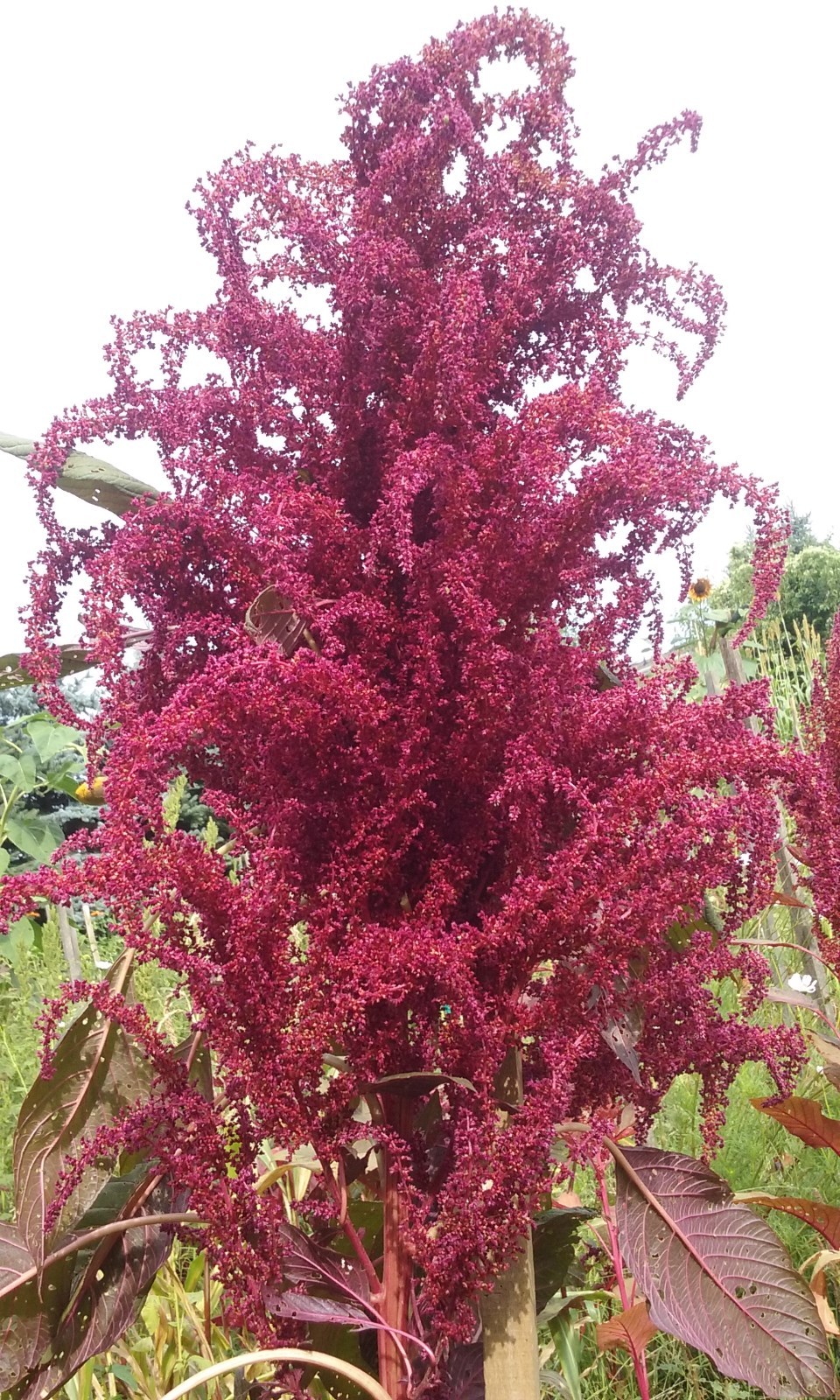 Purple Fountain Giant Amaranth 50 Seeds Heirloom 8 FT TALL! Comb. S/H