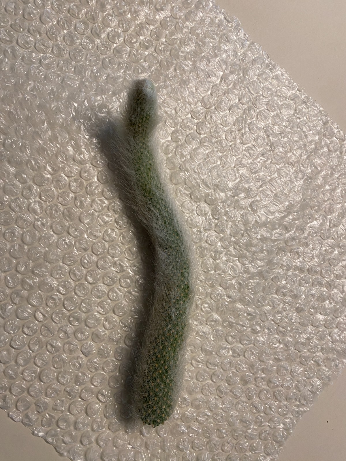 Monkey Tail Cactus Succulent Plant Cutting 8″ (End Cutting)