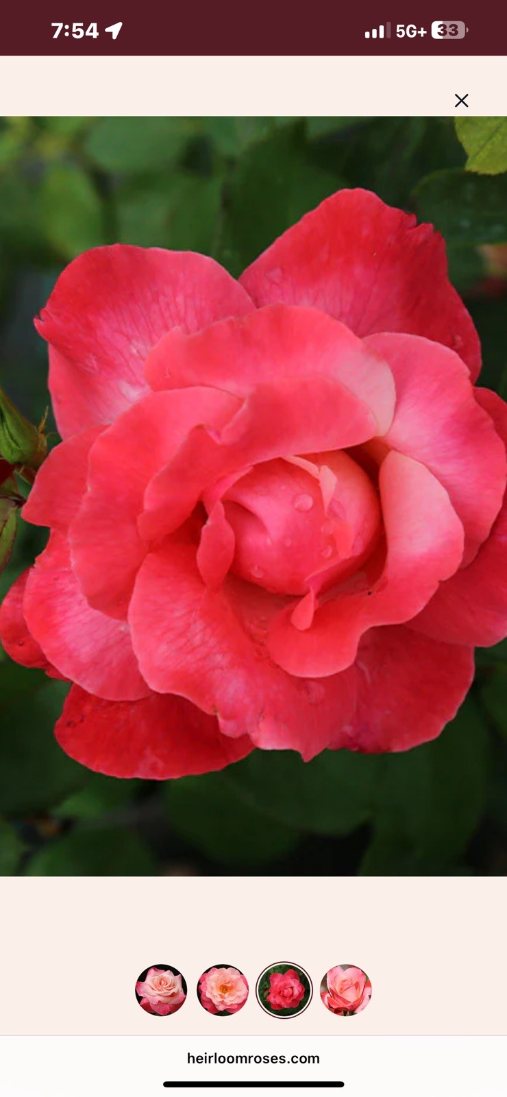 Color Magic Hybrid T Rose Bush.. Live Starter Plant