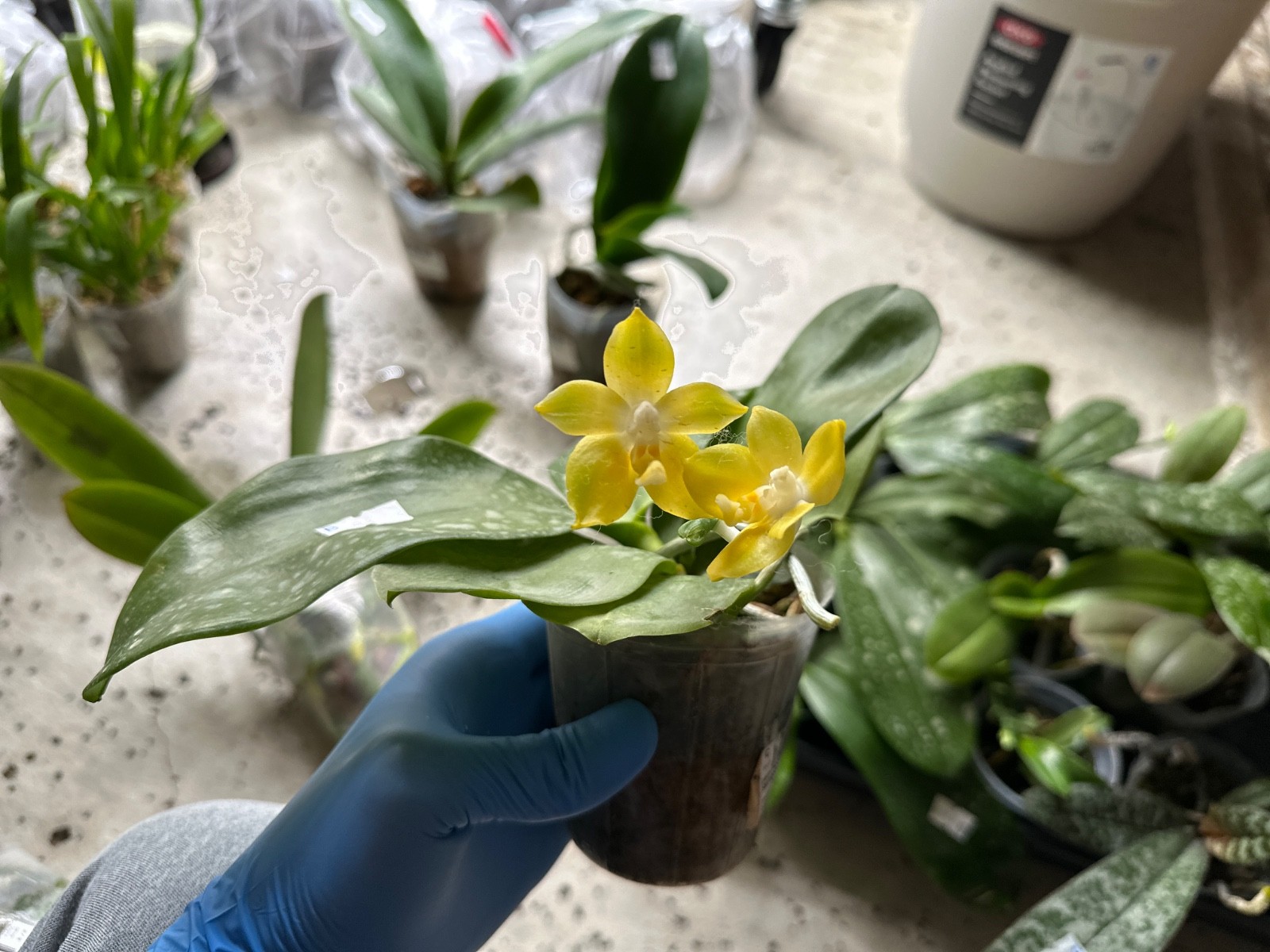 Phalaenopsis Miki Deep Coffee Turtledove ‘Energy’ [IN SPIKE]