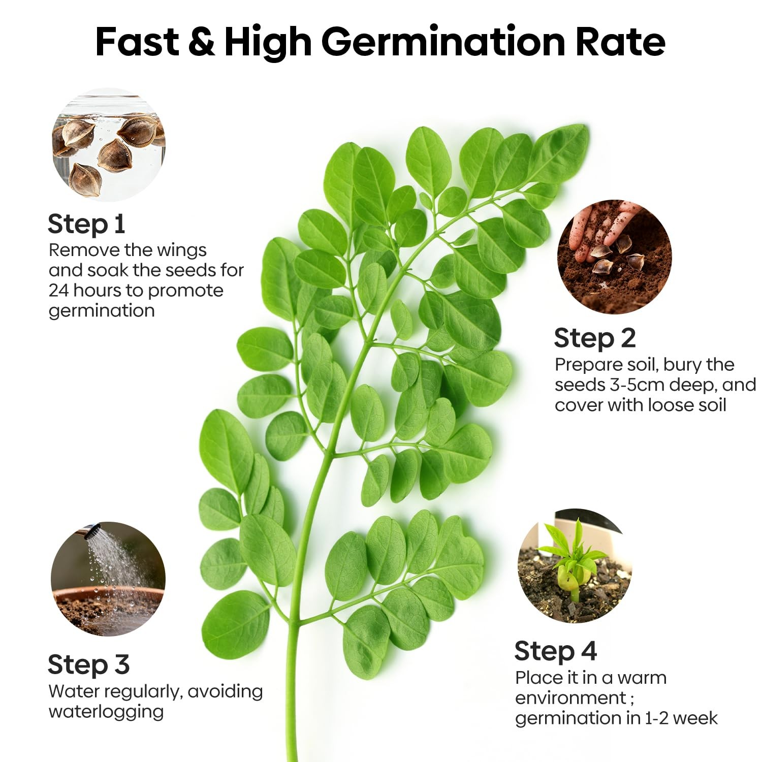 Moringa Seeds for Planting, 2oz, 140+ NonGMO Seeds, High Germination Rate