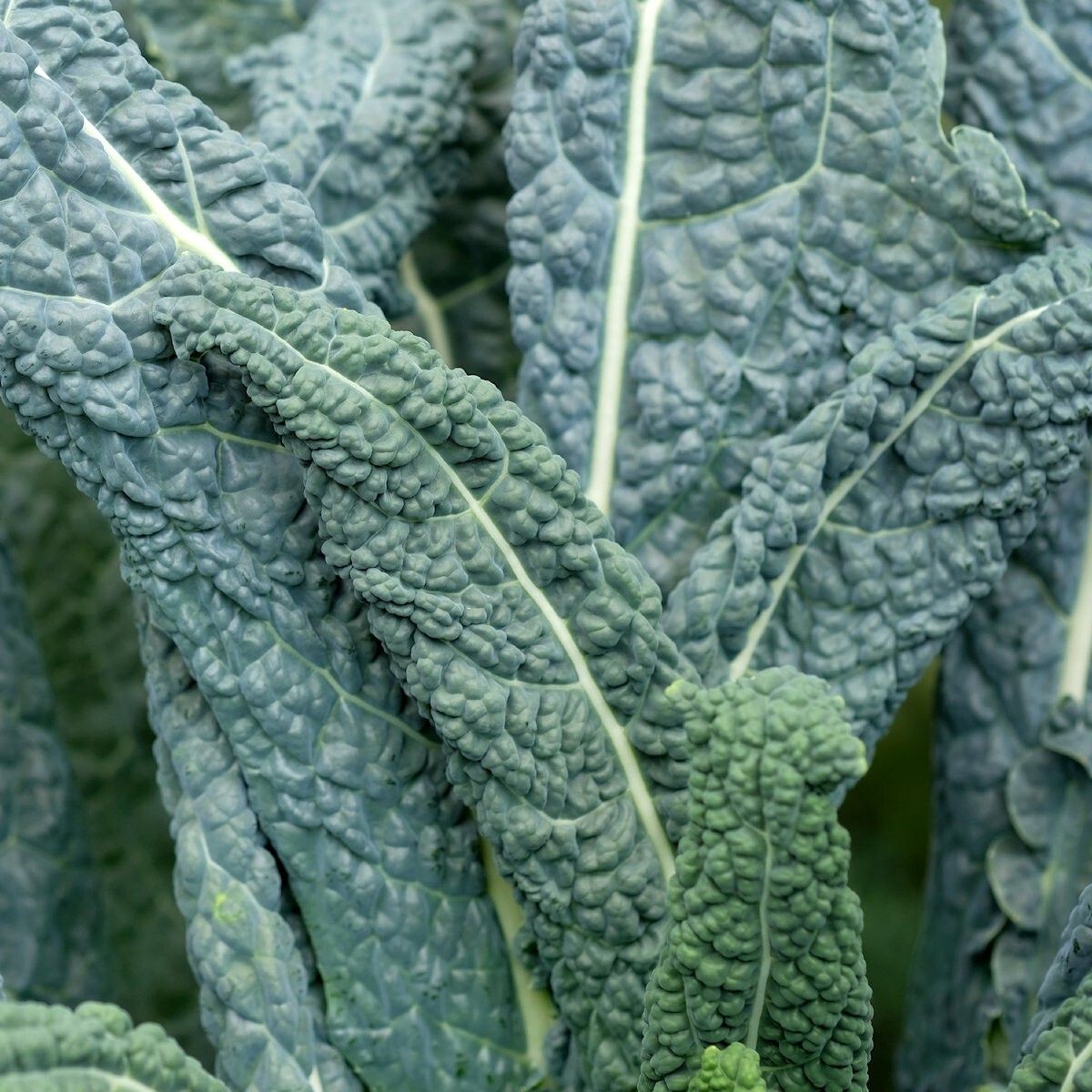 1/4 Lb Lacinato Kale Seeds – Everwilde Farms Mylar Seed Packet
