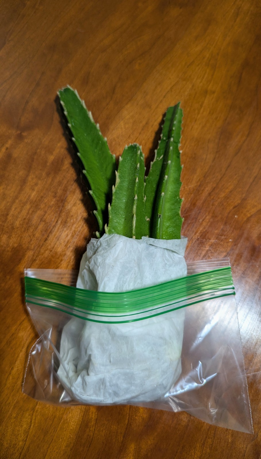 Star Fish Cactus Rooted No Soil Cutting Plant Stapelia Gigantea Live Plant
