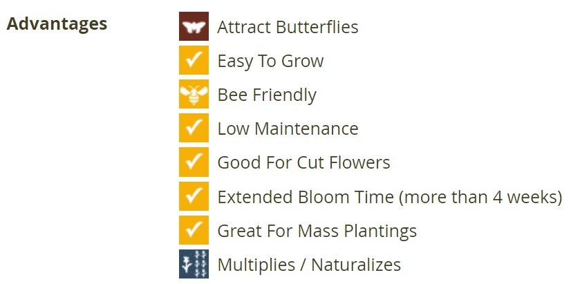 ARROYO LUPINE PURPLE Wildflower Hummingbirds & Pollinators Non-GMO 50 Seeds!