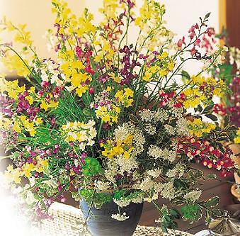Linaria maroccana Lace Mix 1,000 seeds