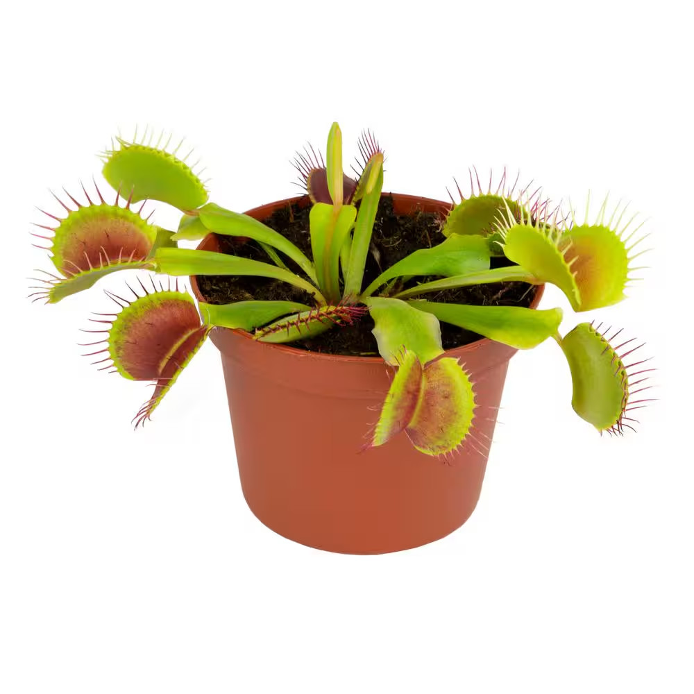 Live Venus Flytrap Carnivorous Plant, Pet Friendly Houseplant, 3 In. Grower Pot,