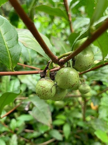 Camellia sinensis | Tea Plant | 15 Seeds