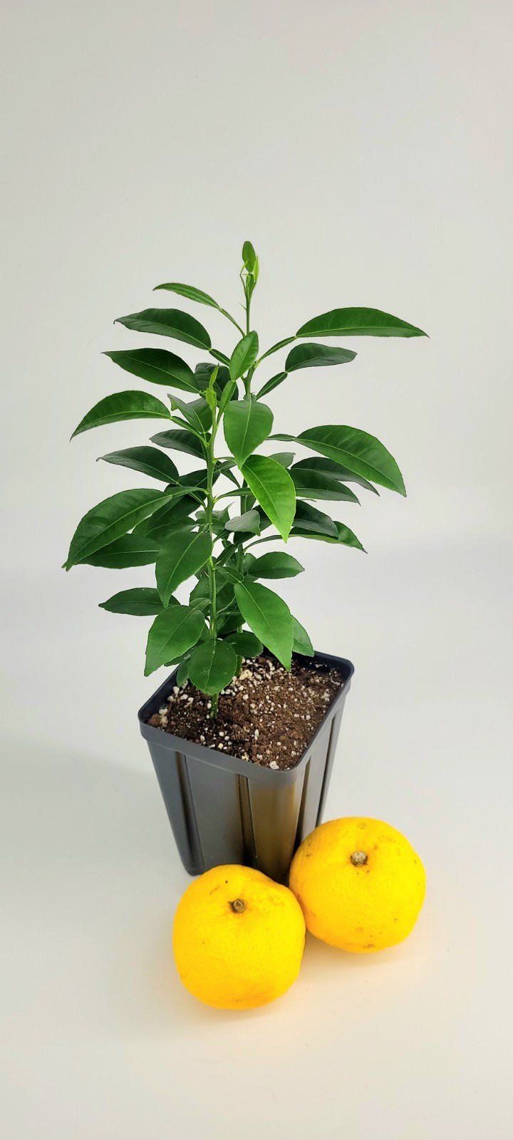 Pot of 2 Yuzu Trees, 6 Inches To One Foot Tall.