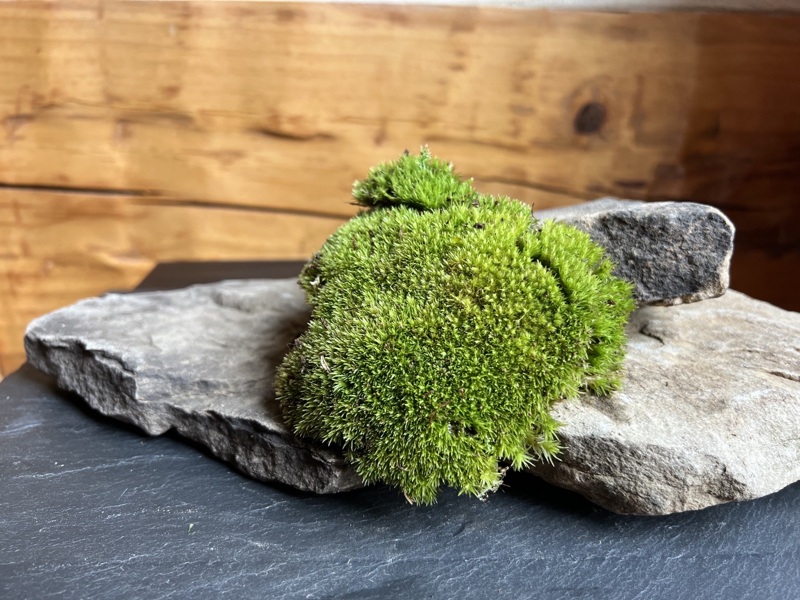 Live Fresh Pincushion Moss 10”x10” Bag-Uses Bonsai, Terrarium, Vivarium, Garden