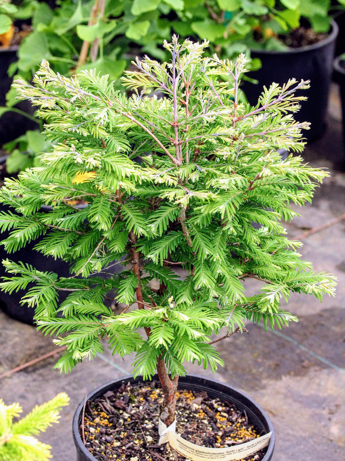 Metasequoia glyptostroboides ‘Schirrmann’s Nordlicht’ – North Light Dawn Redwood