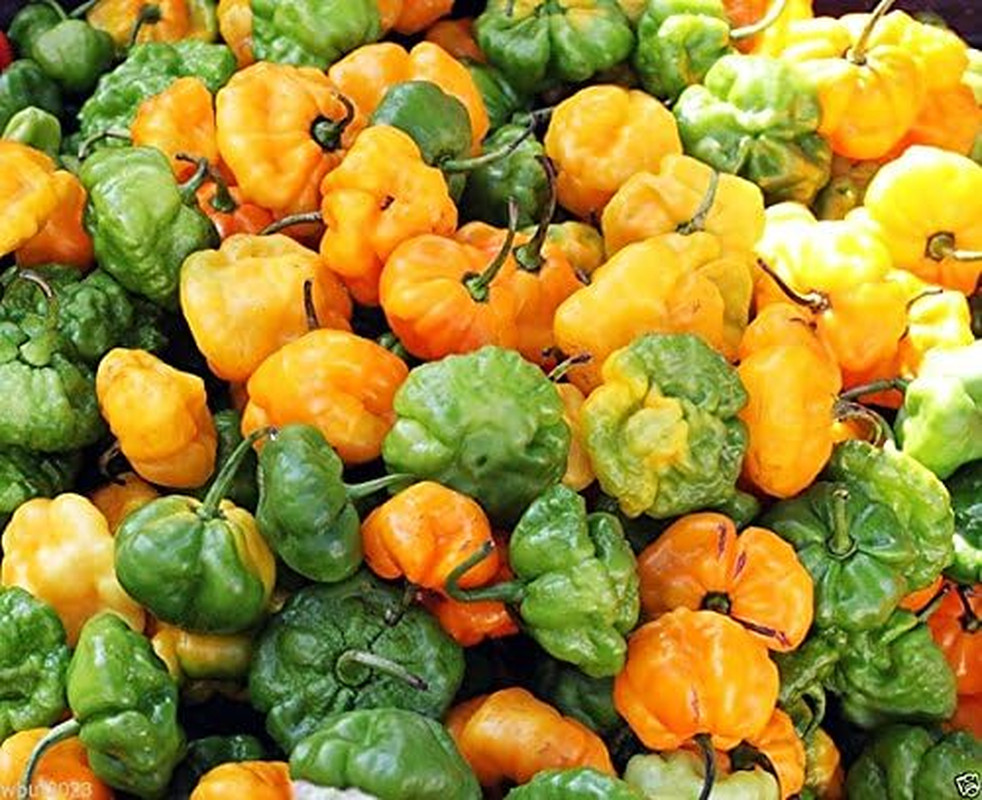 30 Yellow Scotch Bonnet Jamaican Hot Pepper Seeds Heirloom Non-Gmo Super Hot