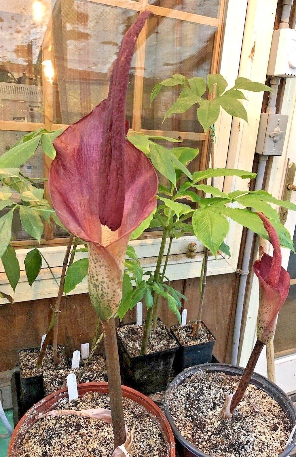 AMORPHOPHALLUS KONJAC ‘Leo’s Song’ 1 Dormant Bulb (Voodoo Lily) Arisaema