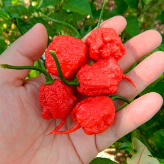 Carolina Reaper Seeds – Award Winner! Non-GMO. High Germ Rate! Monster Yield