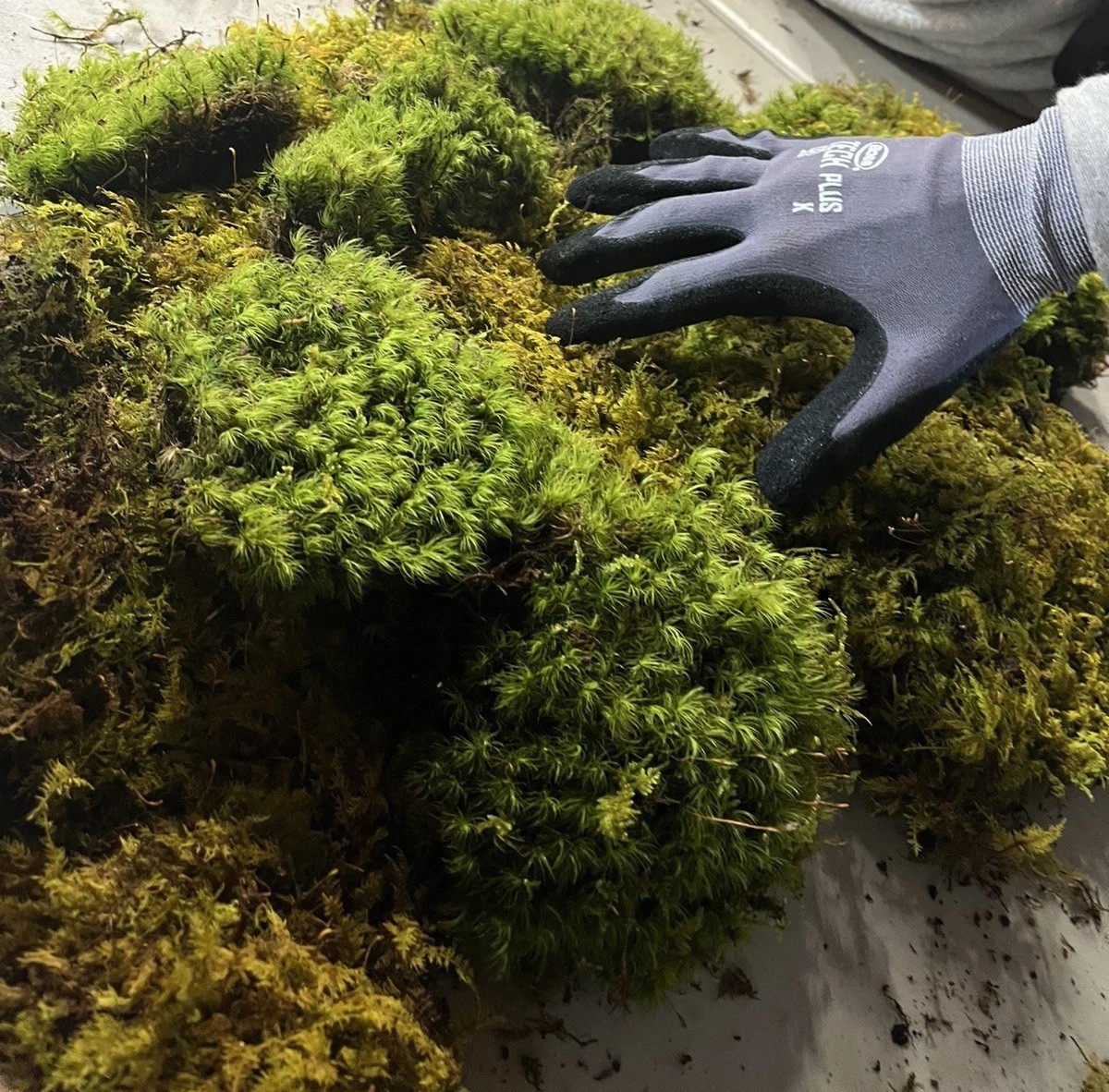 Live Sheet Moss Assortment 80oz – Terrarium, Vivarium, Fairy Gardens, Bonsai.