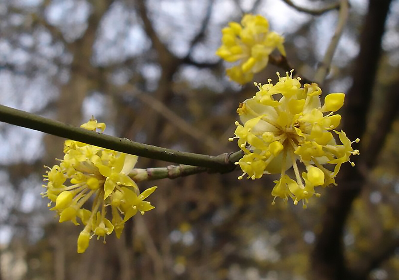 Cornelian Cherry Dogwood, Cornus mas, Tree Seeds (Edible, Hardy, Showy)