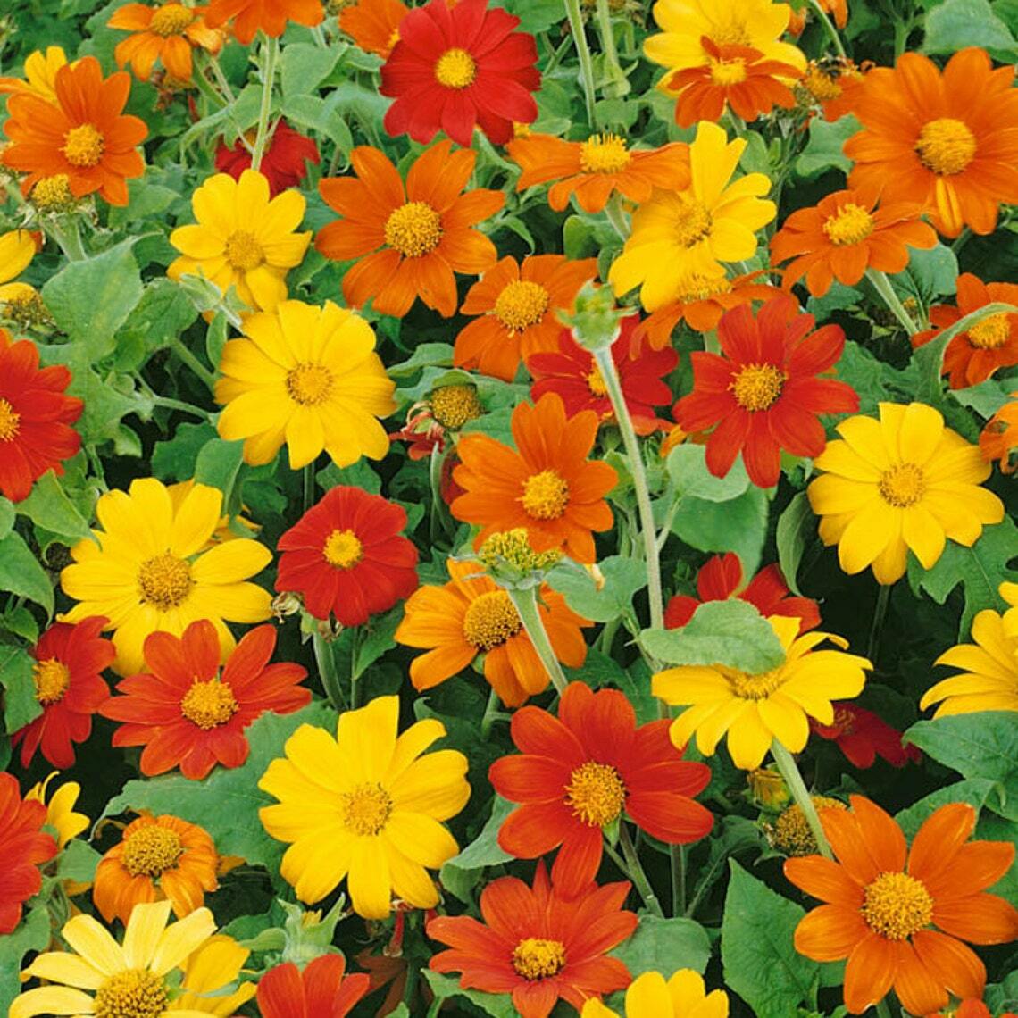 Mexican Sunflower Mix – 20 Seeds BOLD COLORS! COMB. S/H SEE OUR STORE