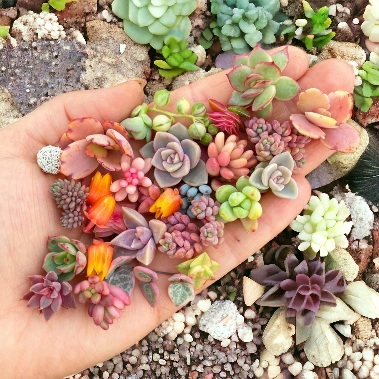 200pcs Rare Mixed Succulent Seeds – Beautiful and Colorful Collection for Garden