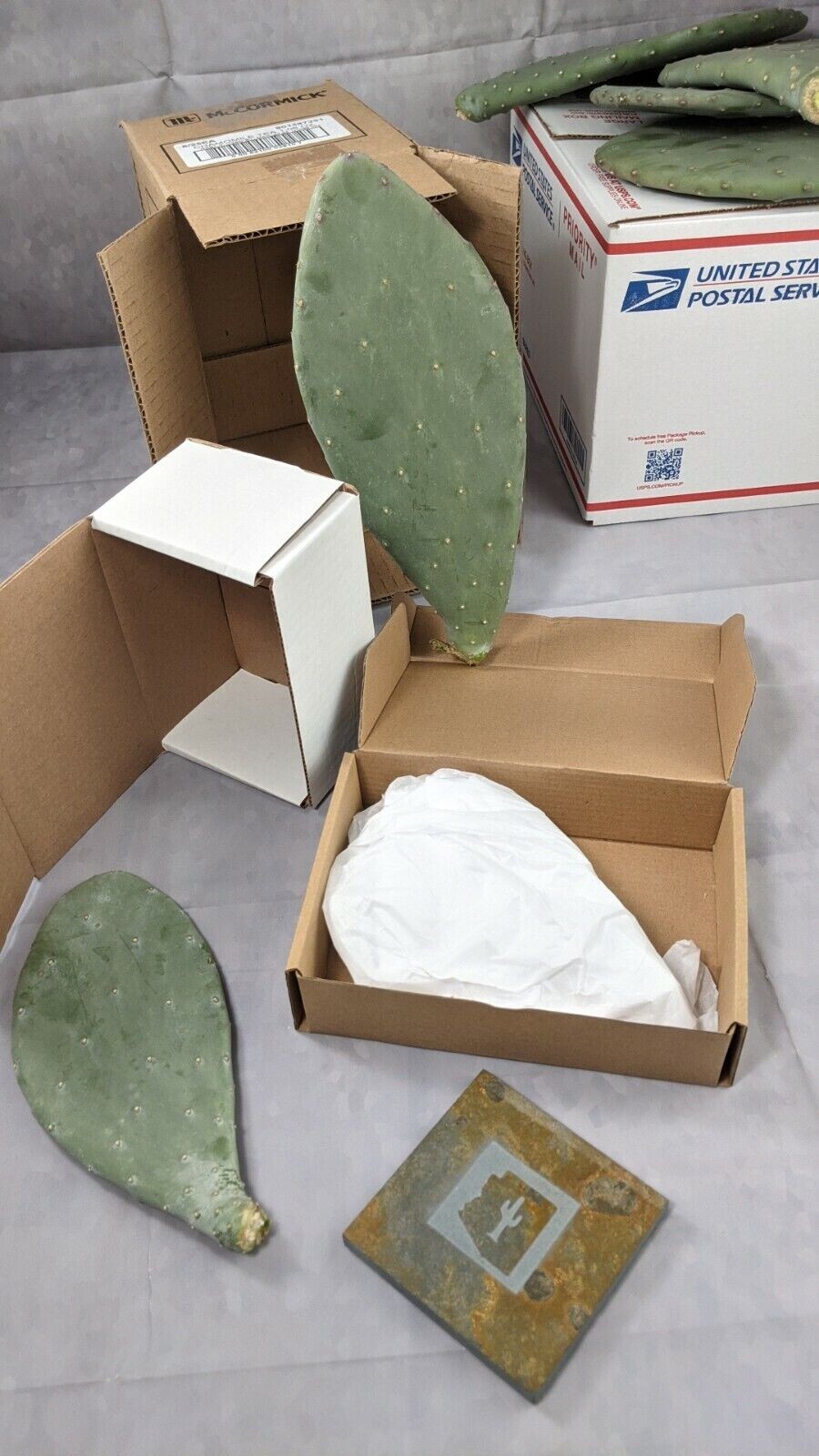 3 Spineless Prickly Pear Opuntia Cactus Pads 5+ Inches each From Arizona