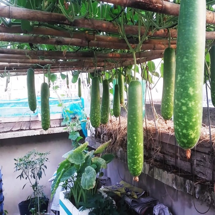 Long Bottle Gourd Stars Seeds F1 – Viet Nam- Bầu sao lai F1- Non-GMO