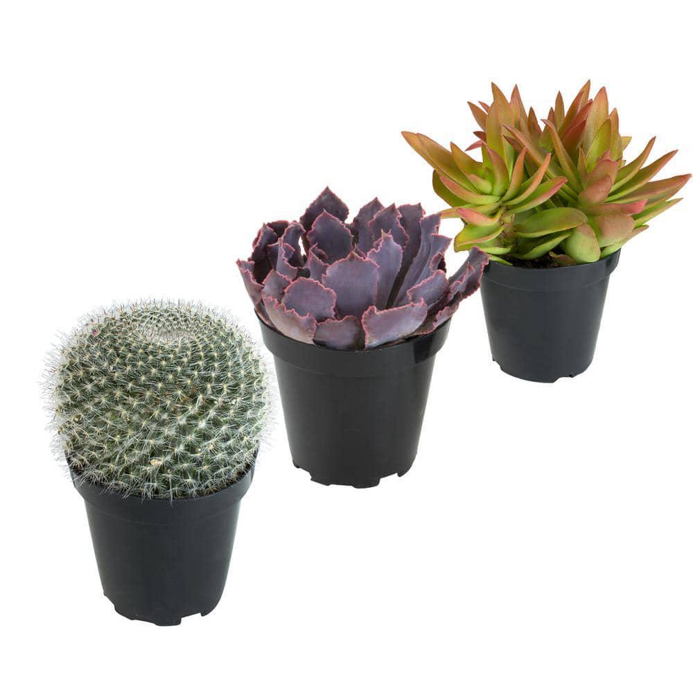 Smart Planet 3.5’’ Live Plant Assortment – 2 Succulents & 1 Cactus