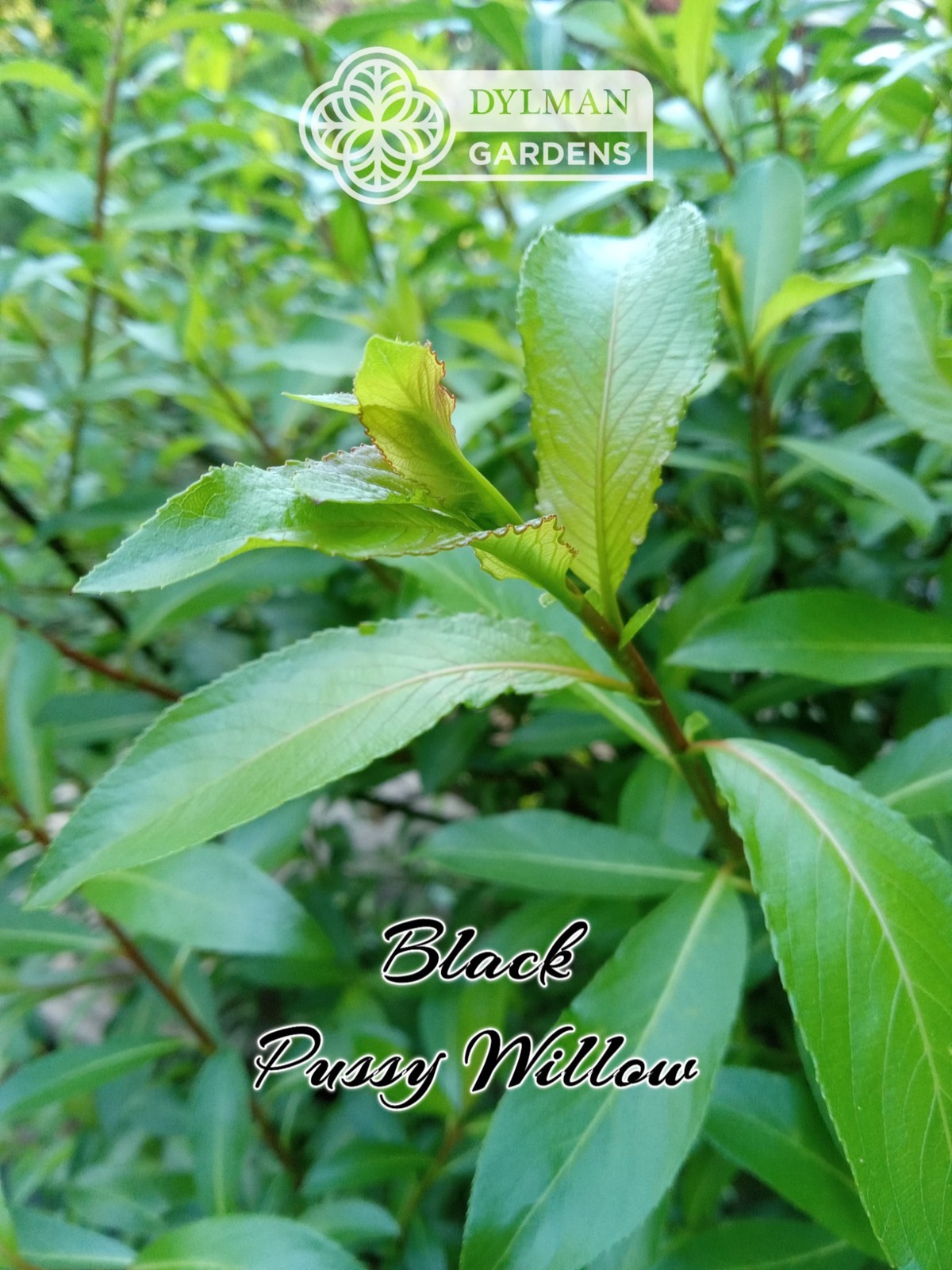 Black Pussy Willow (Salix gracilistyla ‘Melanostachys’) Rose-gold Multiple Sizes
