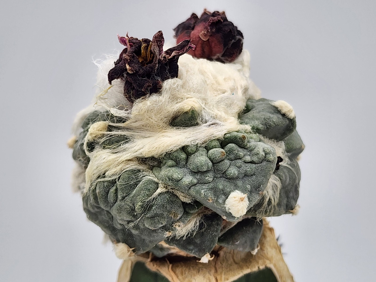 A. r. cv Cauliflower – Grafted