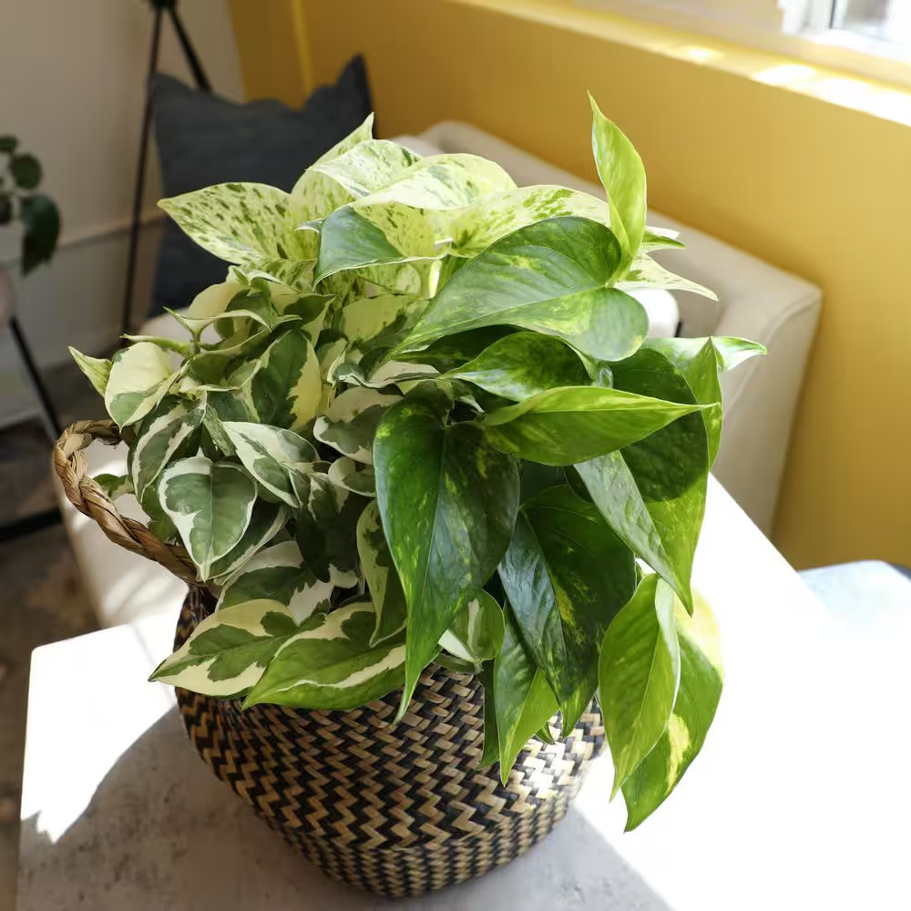 Easy Air Purifying Pothos Plants Live Indoor Houseplants Variety Pack, 4.25 In.