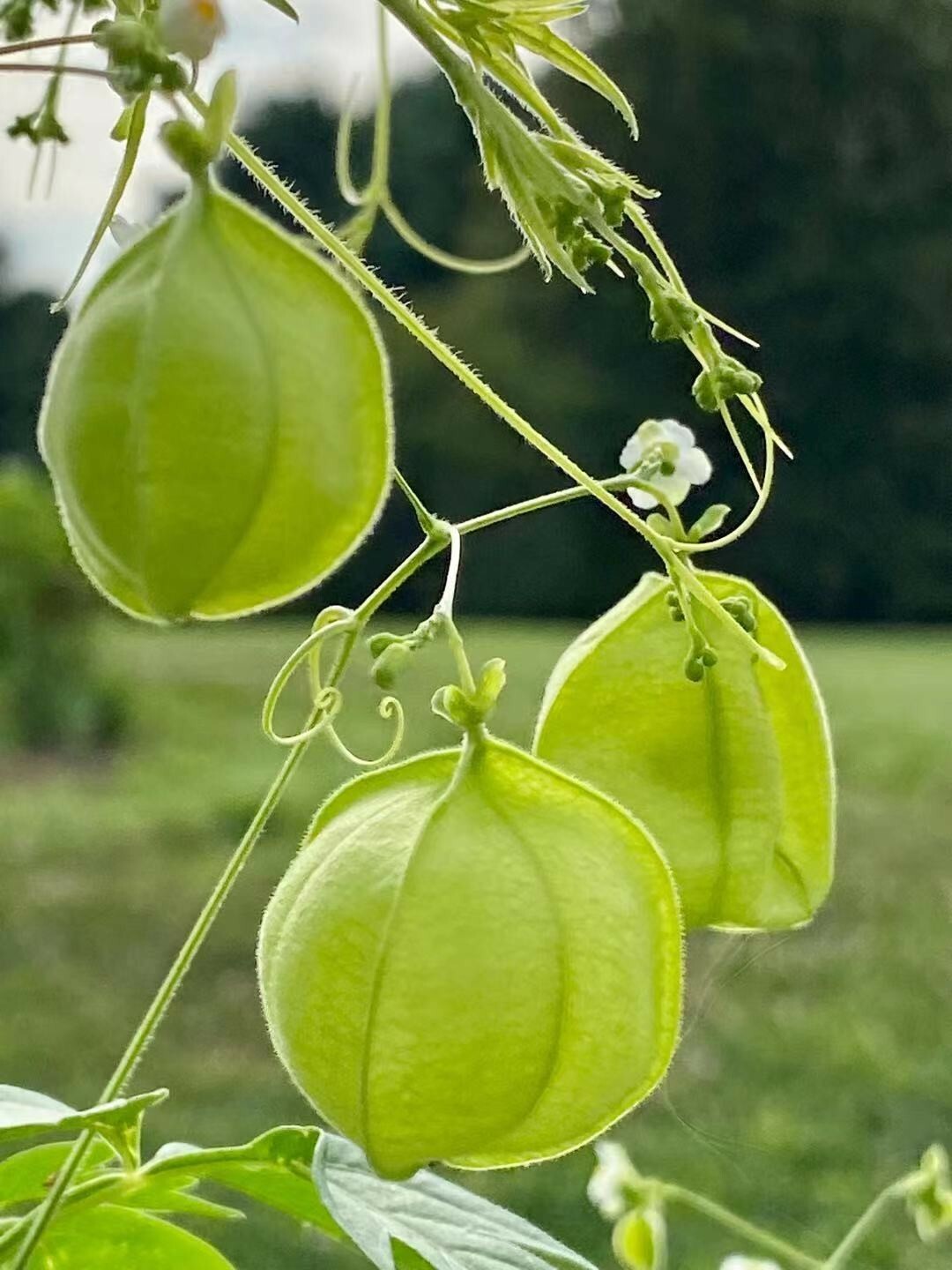 Balloon Vine( Love in a Puff) Seeds  25 Seeds