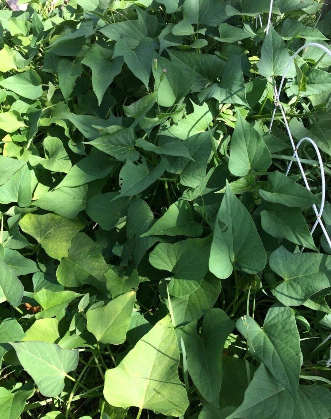10 Okinawa Purple Sweet Potato Slips -Cuttings – Khoai Lang Tím- Have Roots